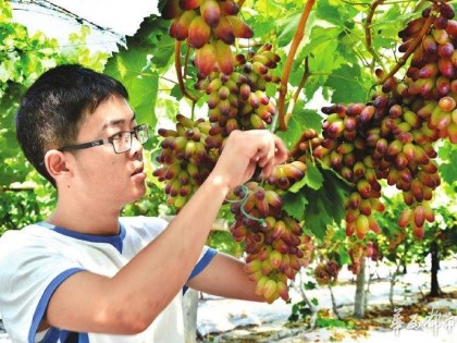 大学生回乡种葡萄 从零客户到年入17万